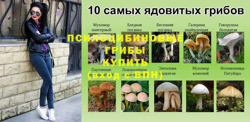 Псилоцибиновые грибы Psilocybe  купить  цена  Жуковка 